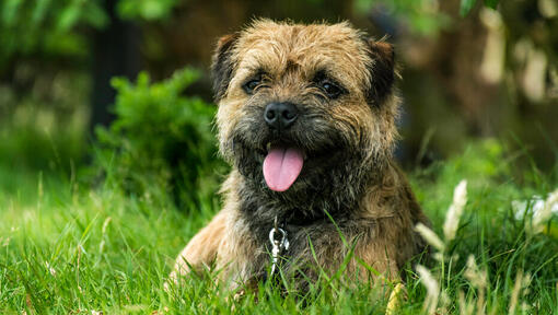 Raza de perro Border Terrier cachorro tumbado en la hierba