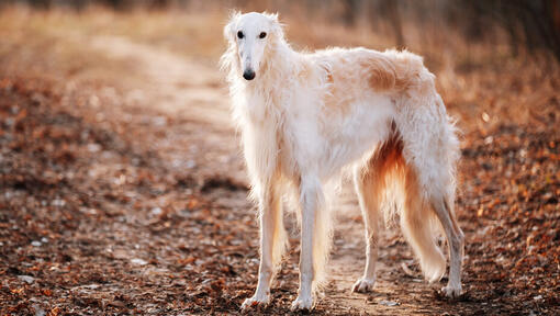 Borzoi blanco de pie en un camino