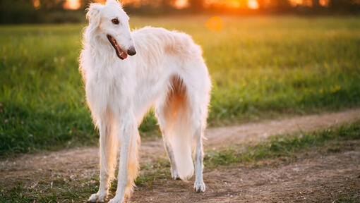 Perro Borzoi blanco mirando a la derecha