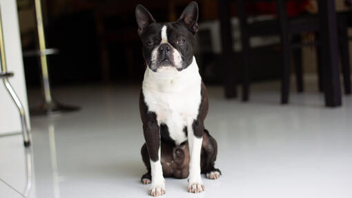 Boston Terrier sentado en el centro de la habitación