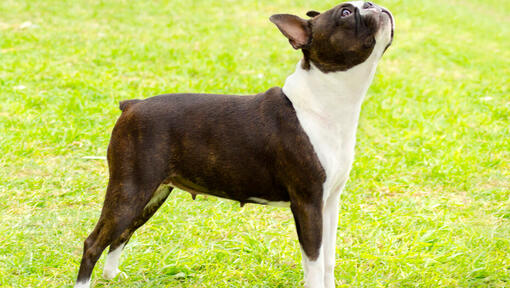 Perro Boston Terrier mirando hacia arriba