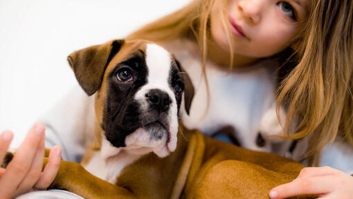 Niña sosteniendo a un cachorro Bóxer