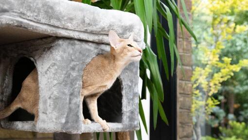 Gato en un árbol para gatos