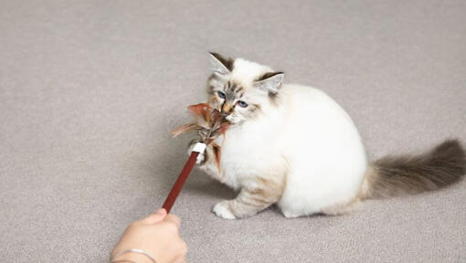 Gatito jugando con una varita de plumas