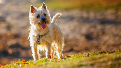 Cairn Terrier de pie en la colina