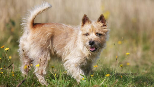 Cairn Terrier en un campo de flores