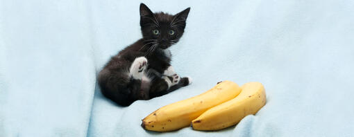 Gatito negro con manchas blancas tumbado junto a dos plátanos sobre una manta azul