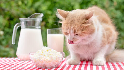 Gato rubio lamiéndose frente a un plato con queso y leche sobre mantel rojo