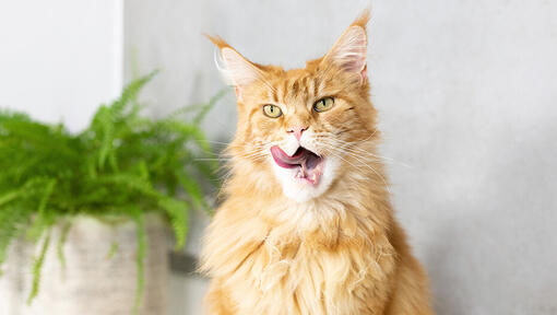 Gato naranja lamiéndose los labios con expresión de satisfacción