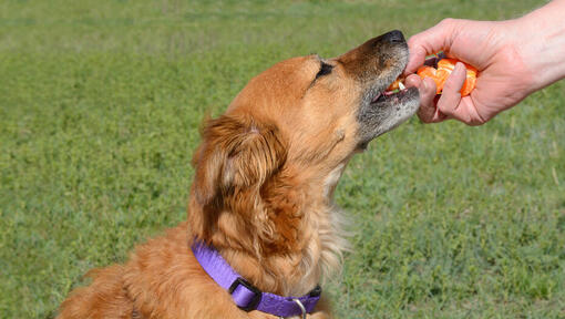 Perro marrón comiendo un gajo de mandarina que le ofrece una persona