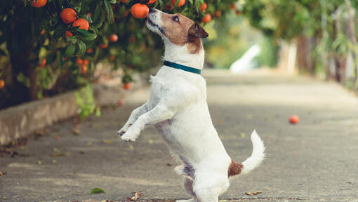 Perro pequeño olfateando mandarinas en un árbol mientras se pone de pie