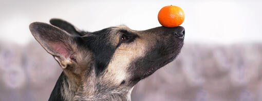 Perro pastor alemán con una mandarina equilibrada sobre el hocico