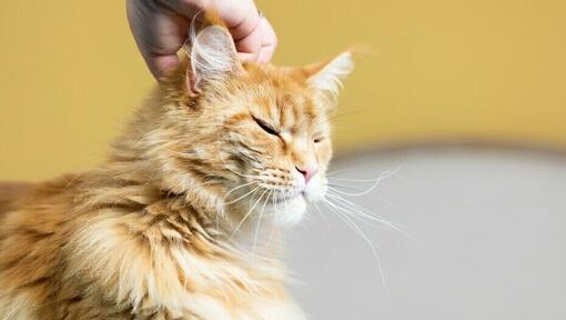 Dueño rasca la cabeza de su gato atigrado