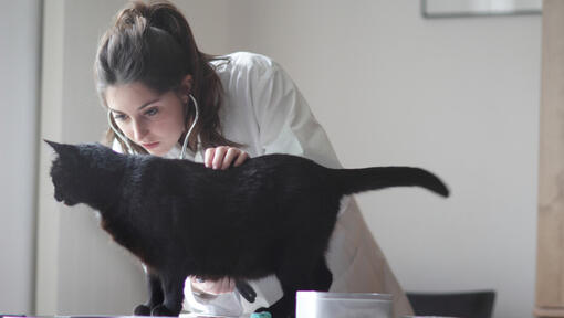 Veterinario examinando a un gato negro