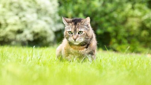 Gato sentado en la hierba
