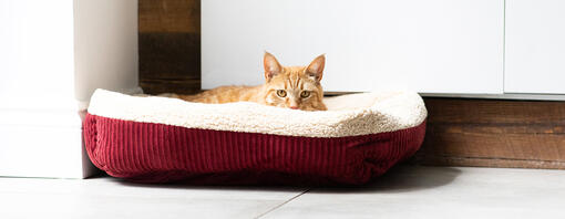 Gato tumbado en la cama