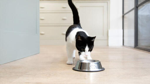 Gatito blanco y negro mirando el plato de comida