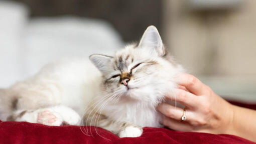 Gato disfrutando de ser acariciado