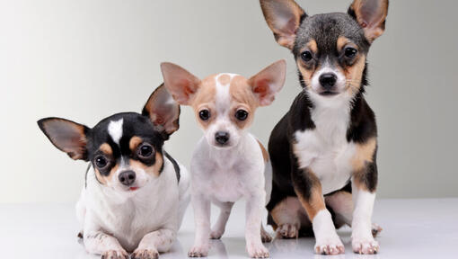 Tres Chihuahuas