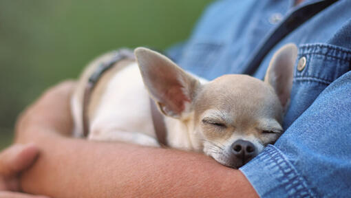 Raza de perro Chihuahua durmiendo en manos de un hombre