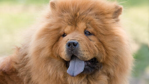 Raza de perro Chow Chow color crema