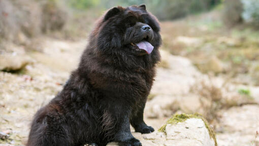 Perro negro Chow Chow sentado