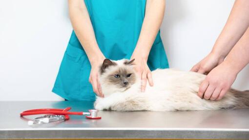 Gato esponjoso blanco sentado en la mesa del veterinario