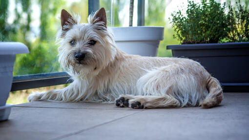Perro pequeño de pelo largo color crema tumbado en una terraza junto a macetas