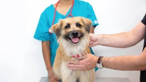 Perro pequeño en una revisión veterinaria siendo sujetado por dos personas
