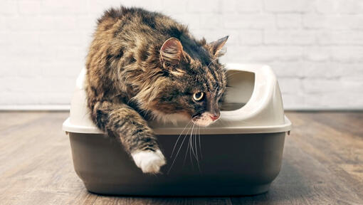 Gato con caja de arena