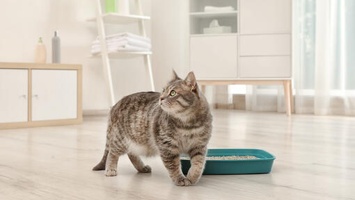 Gato junto a la caja de arena