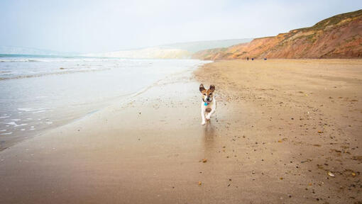 Perro Jack Russell corriendo por una playa con acantilados
