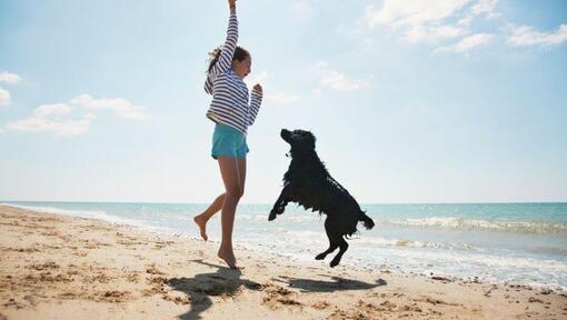 Niña y perro negro saltando en una playa