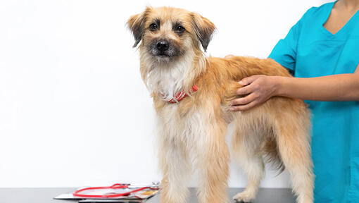 Veterinario sosteniendo un perro