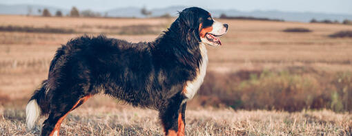 Perro de raza boyero de Berna de pie en un campo abierto al atardecer