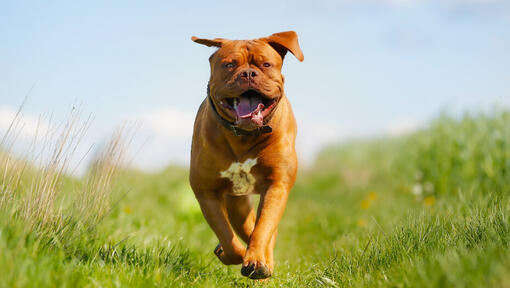 Dogo de Burdeos corriendo en el campo