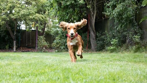 Cachorro corriendo en un jardín