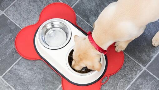 Cachorro de labrador comiendo de un bol