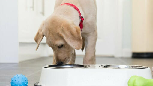 Cachorro Labrador con collar rojo comiendo de un bol