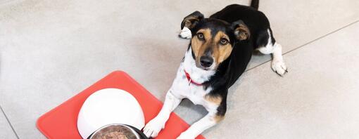 Cachorro siendo alimentado en cuencos