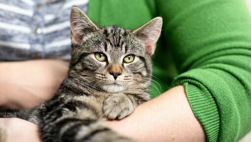 Gato senior acunado por su dueño