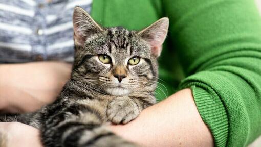 Gato senior acunado por su dueño