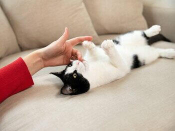 Gato al que le estan haciendo cosquillas