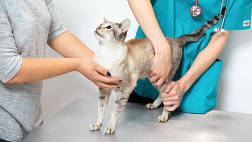 Veterinario examinando a un gato