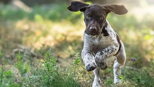 Raza de perro Braco Alemán de Pelo Corto corriendo en la hierba verde