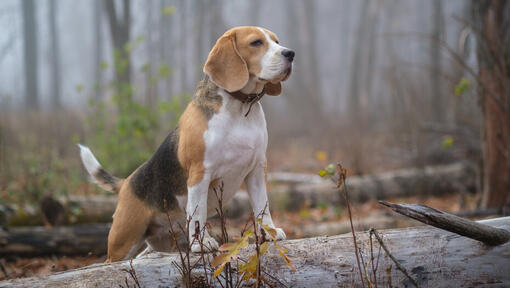 Beagle en el bosque