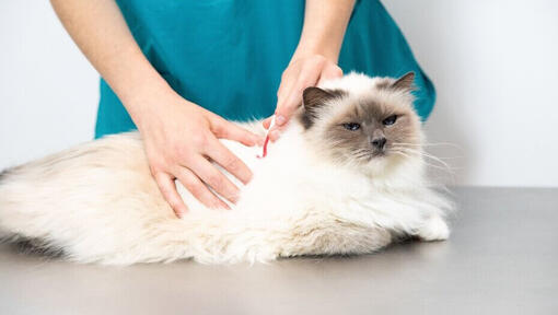 Veterinario inspeccionando el pelaje de un gato esponjoso
