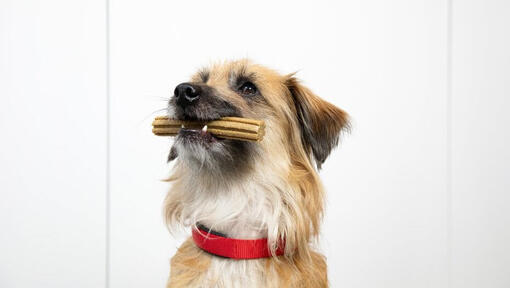 Perro con un juguete para masticar