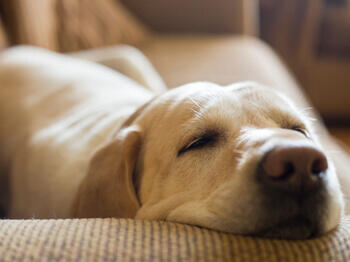 Perro dormido en el sofá