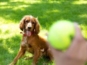 Perro mirando una pelota de tenis